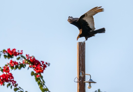 2023 08 Pantanal Schiff Großer Gelbkopfgeier Lesser Yellow-headed Vulture Bild18