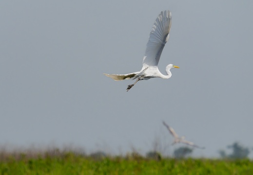 2023 08 Pantanal Schiff Silberreiher Great Egret Bild104