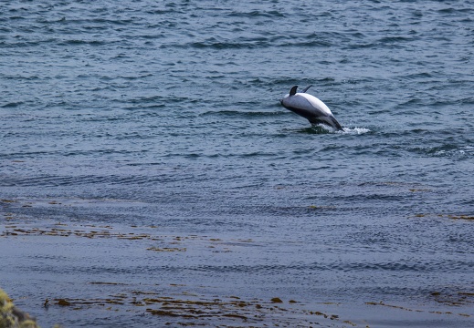 2024 02 Falkland Stanley Cape Pembroke Commerson's Dolphin Bild78 web