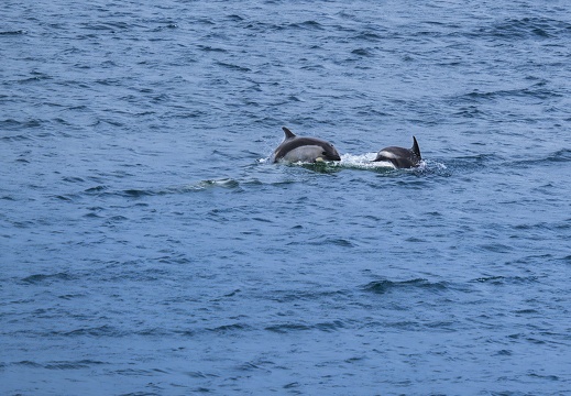 2024 02 Falkland Stanley Cape Pembroke Commerson's Dolphin Bild80 web