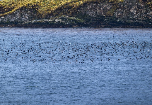 2024 02 Falkland Stanley Top Tussac Island Southern Giant Petrel Riesensturmvogel Bild79 web