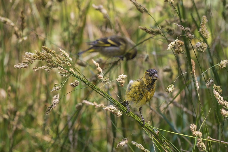2024_02_West Falkland_Carcass Island_Black-chinned Siskin_Bartzeisig_Bild16_web.jpg