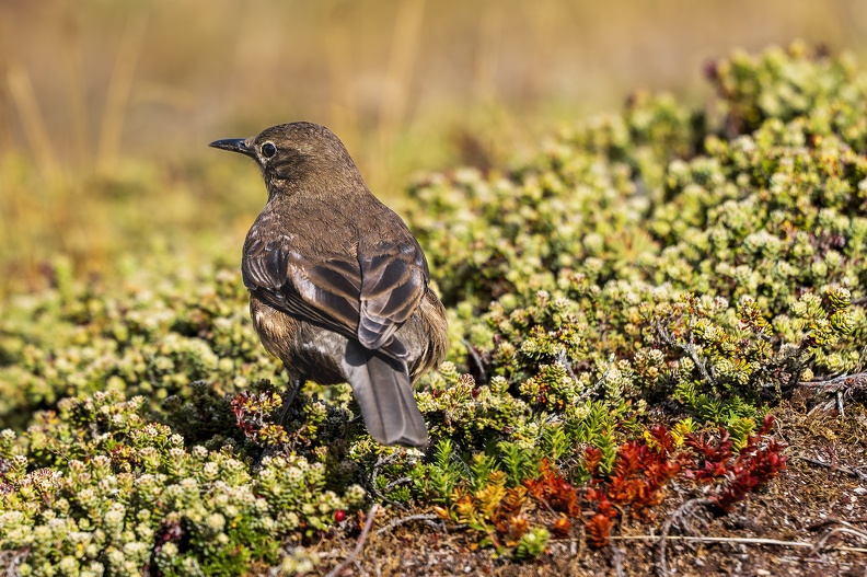 2024_02_West Falkland_Carcass Island_Blackish Cinclodes_Falkland-Uferwipper_Bild85_web.jpg
