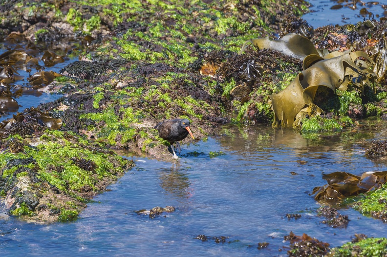 2024_02_West Falkland_Carcass Island_Blackish Oystercatcher_Chileausternfischer_Bild127_web.jpg