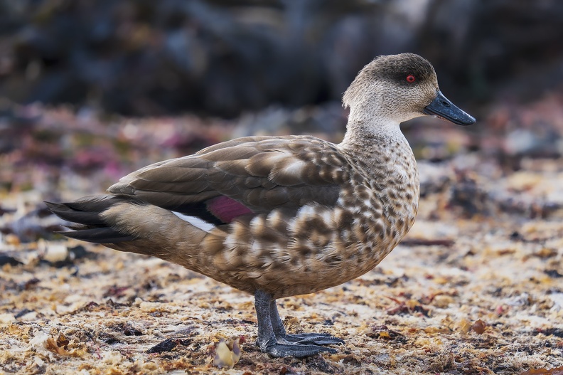 2024_02_West Falkland_Carcass Island_Carcass Resort_Crested Duck_Schopfente_Bild27_web.jpg