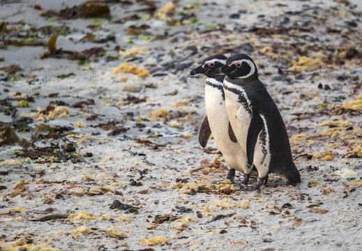 2024 02 West Falkland Carcass Island Carcass Resort Magellanic Penguin Bild58 web