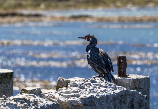2024 02 West Falkland Carcass Island Carcass Resort Rock Shag Felsenscharbe Bild129 web