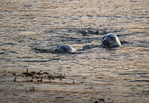 2024 02 West Falkland Carcass Island Carcass Resort Southern Elephant Seal Bild59 web