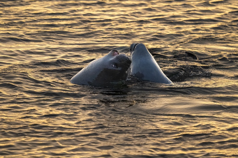 2024_02_West Falkland_Carcass Island_Carcass Resort_Southern Elephant Seal_Bild60_web.jpg