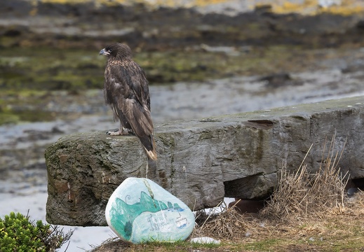 2024 02 West Falkland Carcass Island Carcass Resort Striated Caracara Falklandkarakara Bild011 web