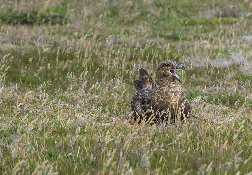 2024 02 West Falkland Carcass Island Chilean Skua Bild06 web