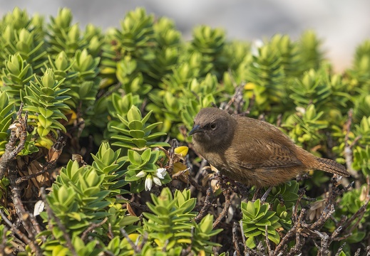 2024 02 West Falkland Carcass Island Cobb's Wren Falklandzaunkönig Bild15 web