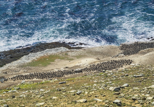 2024 02 West Falkland Carcass Island Hawks Nest Valley Imperial Cormorant Blauaugenscharbe Bild65 web