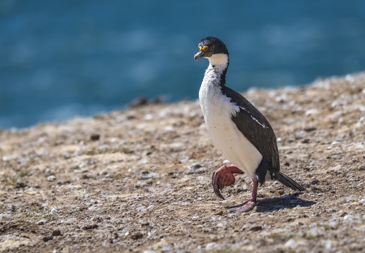 2024 02 West Falkland Carcass Island Hawks Nest Valley Imperial Cormorant Blauaugenscharbe Bild66 web