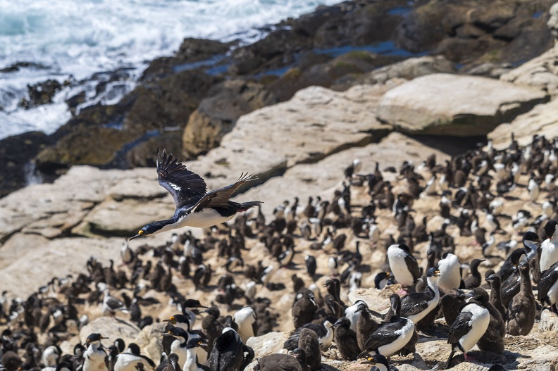 2024_02_West Falkland_Carcass Island_Hawks Nest Valley_Imperial Cormorant_Blauaugenscharbe_Bild70_web.jpg