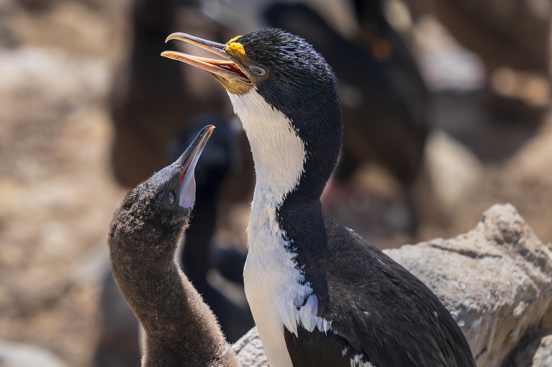 2024_02_West Falkland_Carcass Island_Hawks Nest Valley_Imperial Cormorant_Blauaugenscharbe_Bild75_web.jpg