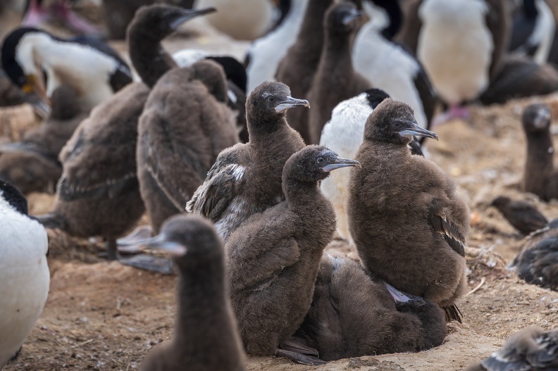 2024_02_West Falkland_Carcass Island_Hawks Nest Valley_Imperial Cormorant_Blauaugenscharbe_Bild89_web.jpg
