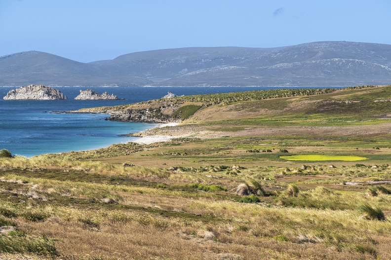 2024_02_West Falkland_Carcass Island_Leopard Beach_Bild114_web.jpg