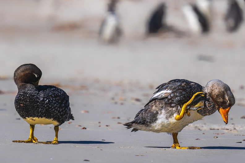 2024_02_West Falkland_Carcass Island_Leopard Beach_Falkland Steamer Duck_Dampfschiffente_Bild117_web.jpg