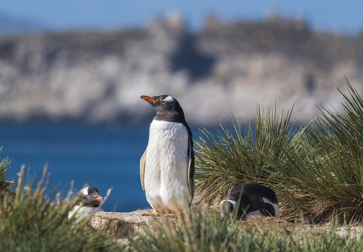 2024 02 West Falkland Carcass Island Leopard Beach Gentoo Penguins Bild122 web
