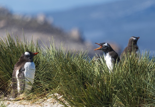 2024 02 West Falkland Carcass Island Leopard Beach Gentoo Penguins Bild123 web