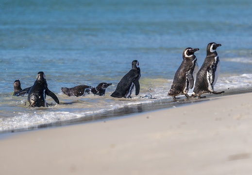2024 02 West Falkland Carcass Island Leopard Beach Magellanic Penguin Bild121 web