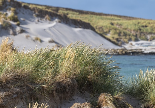 2024 02 West Falkland Carcass Island Leopard Beach Tussac gras Bild79 web