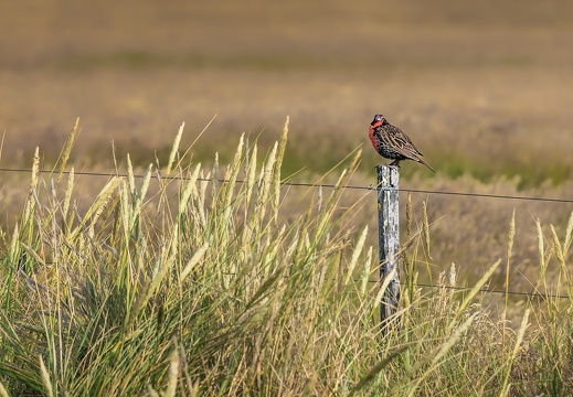 2024 02 West Falkland Carcass Island Long-tailed Meadowlark Langschwanz-Soldatenstärling Bild07 web