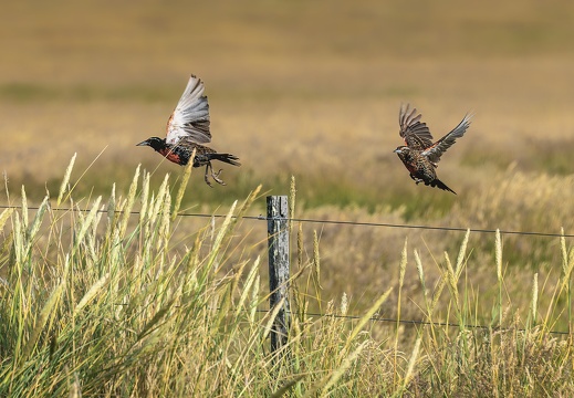 2024 02 West Falkland Carcass Island Long-tailed Meadowlark Langschwanz-Soldatenstärling Bild08 web
