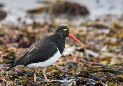 2024 02 West Falkland Carcass Island Magellanic Oystercatcher Feuerland-Austernfischer Bild015 web