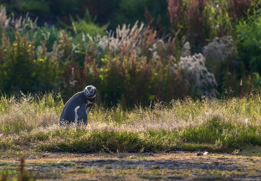 2024 02 West Falkland Carcass Island Magellanic Penguin Bild012 web