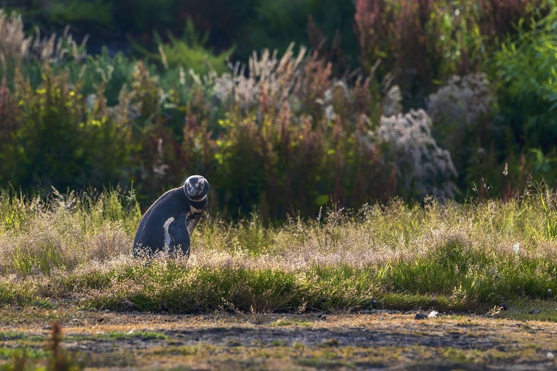 2024_02_West Falkland_Carcass Island_Magellanic Penguin_Bild012_web.jpg