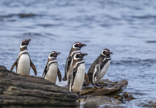 2024 02 West Falkland Carcass Island Magellanic Penguin Bild013 web