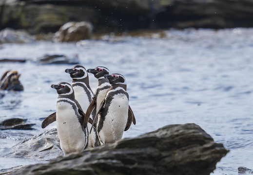 2024 02 West Falkland Carcass Island Magellanic Penguin Bild014 web