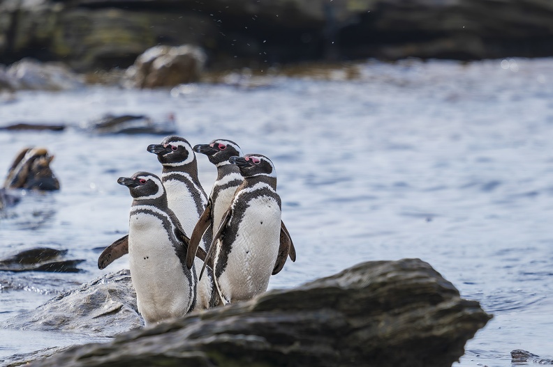 2024_02_West Falkland_Carcass Island_Magellanic Penguin_Bild014_web.jpg