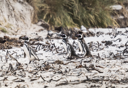 2024 02 West Falkland Carcass Island Magellanic Penguin Bild37 web