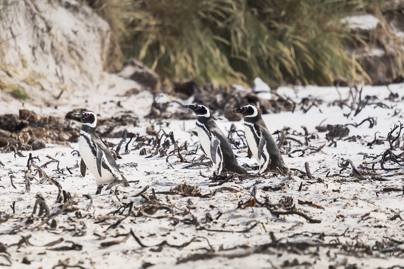2024_02_West Falkland_Carcass Island_Magellanic Penguin_Bild37_web.jpg