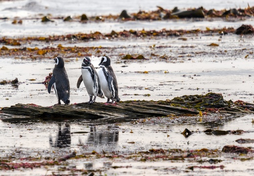 2024 02 West Falkland Carcass Island Magellanic Penguin Bild053 web