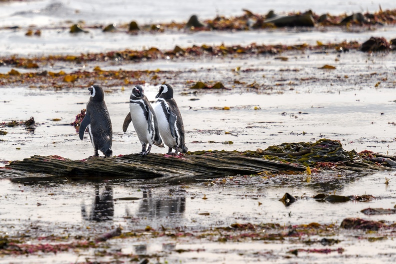 2024_02_West Falkland_Carcass Island_Magellanic Penguin_Bild053_web.jpg