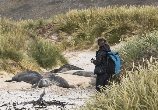 2024 02 West Falkland Carcass Island Southern Elephant Seal Bild17 web