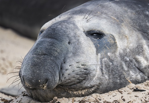 2024 02 West Falkland Carcass Island Southern Elephant Seal Bild18 web