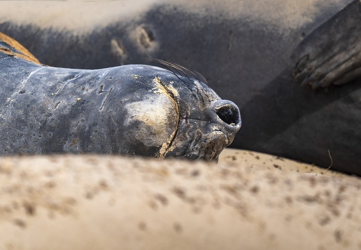 2024 02 West Falkland Carcass Island Southern Elephant Seal Bild19 web