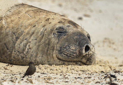 2024 02 West Falkland Carcass Island Southern Elephant Seal Bild21 web