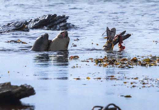 2024 02 West Falkland Carcass Island Southern Elephant Seal Bild28 web
