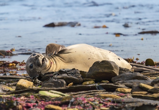 2024 02 West Falkland Carcass Island Southern Elephant Seal Bild33 web