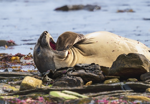 2024 02 West Falkland Carcass Island Southern Elephant Seal Bild34 web