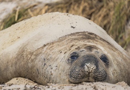 2024 02 West Falkland Carcass Island Southern Elephant Seal Bild35 web