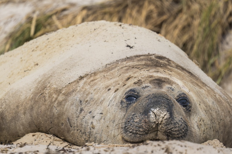 2024_02_West Falkland_Carcass Island_Southern Elephant Seal_Bild35_web.jpg