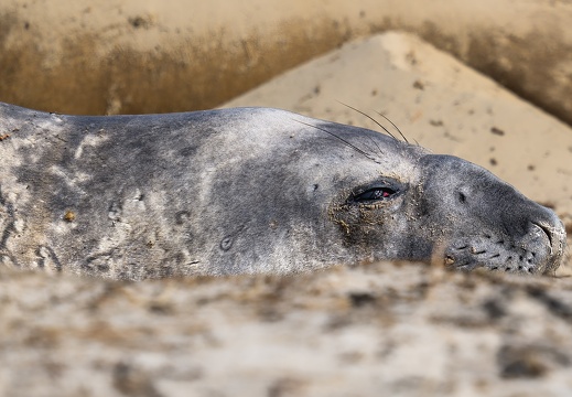 2024 02 West Falkland Carcass Island Southern Elephant Seal Bild36 web