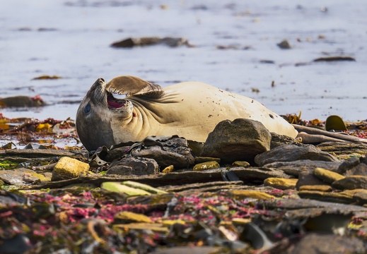 2024 02 West Falkland Carcass Island Southern Elephant Seal Bild39 web